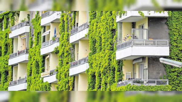 So ist es bei einer Pflanzenfassade alles im grünen Bereich