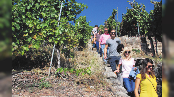 Weinbau in Esslinger: Bodenständigkeit, Wandel und gute Perspektiven