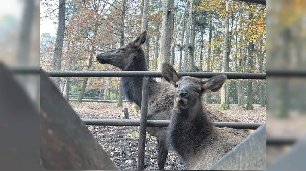 Wildpark Pforzheim: Ein tierisches Vergnügen