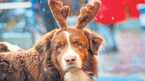 Kann der Hund mit auf den Weihnachtsmarkt?