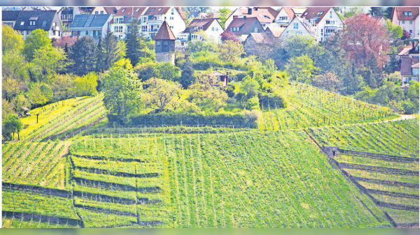 Abschied und Neubeginn beim Hedelfinger Herbst für die Weingärtnergenossenschaft