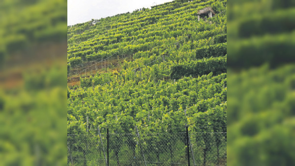 Stuttgart-Mühlhausen Weinbauern: Edle Weine in malerischer Kulisse