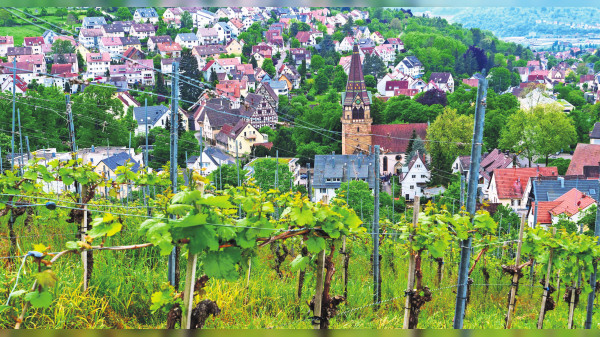 EU diskutiert über Zukunft des Weinbaus