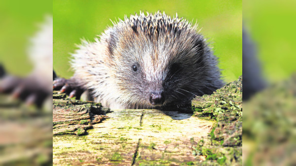 Ein stabiles Zuhause für Tiere