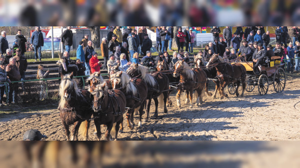 Leonberger Pferdemarkt: Rund ums Ross