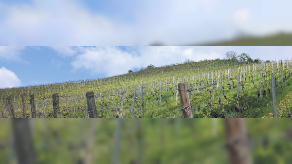 Hedelfingen und Rohracker: Wandern mit Genuss, Aussicht und Infos