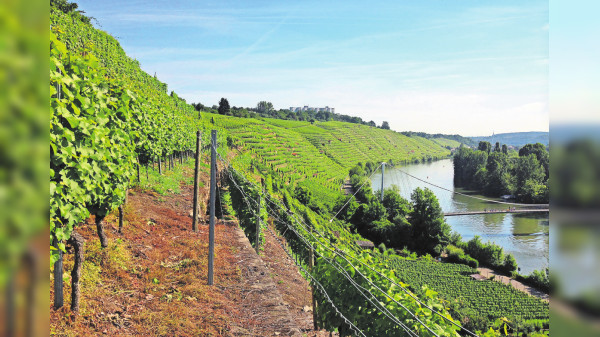 Genuss in prächtiger Naturkulisse in Mühlhausen am Neckar