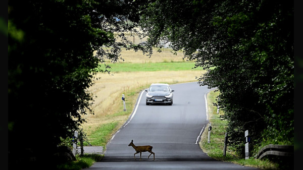 Umgang mit tierischem Risiko