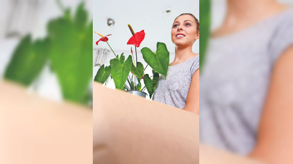 Umzug mit Pflanzen: So gelingt er sicher