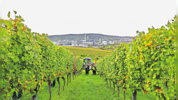 Der neue StZ-Wein ist endlich auf der Flasche