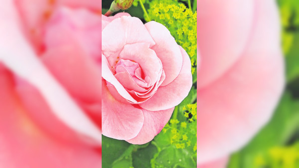 So finden Sie Begleiter für die Rosen