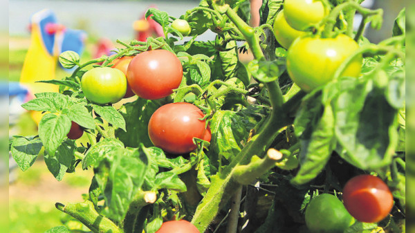 Start frei ins Gartenjahr