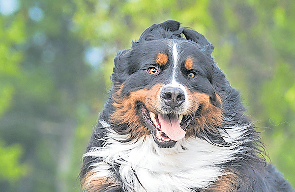 „Der tut nichts“