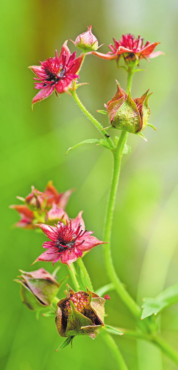 Roteiche, Blattkohl und Sumpf-Blutauge