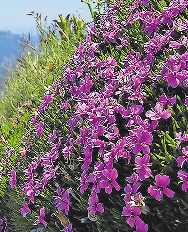 Flora von Bayern: Urwüchsig und einzigartig dokumentiert