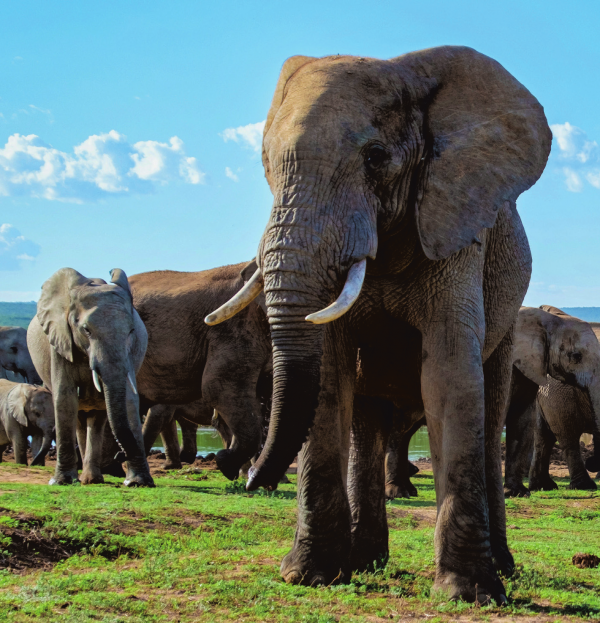 Südafrika: Von Kapstadt bis zur Garden Route