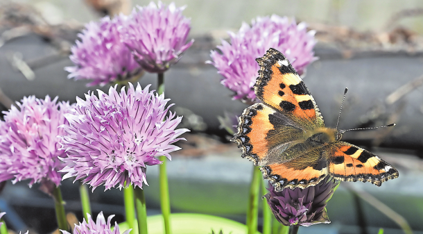 Kräuter auch mal blühen lassen