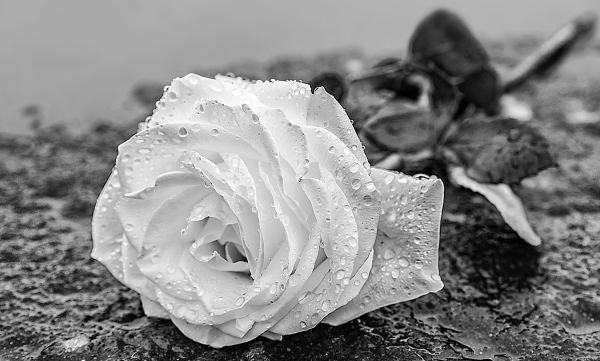 Abschied mit den richtigen Worten