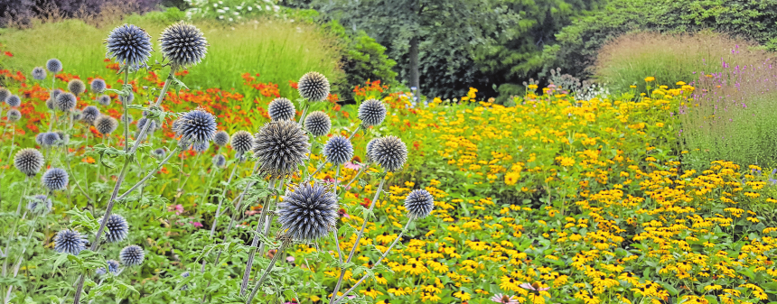 Blumen trotz Hitze