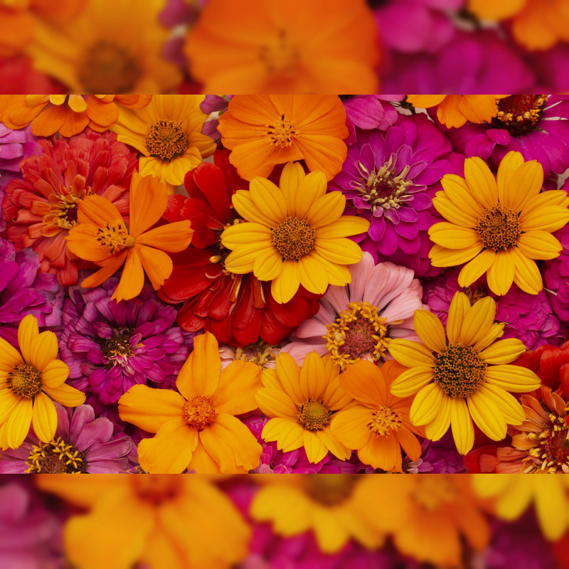 Bunte Tulpen, prächtige Hortensien und robuste Orchideen