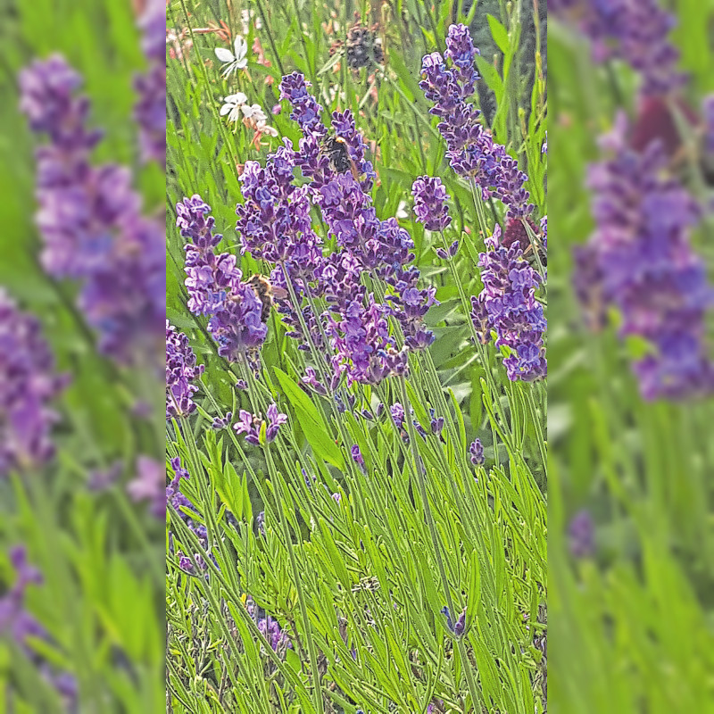 Lavendel jetzt in die Erde