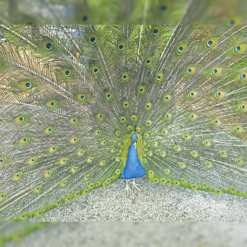 Vogelpark Olching: Ein Paradies für 600 Tiere