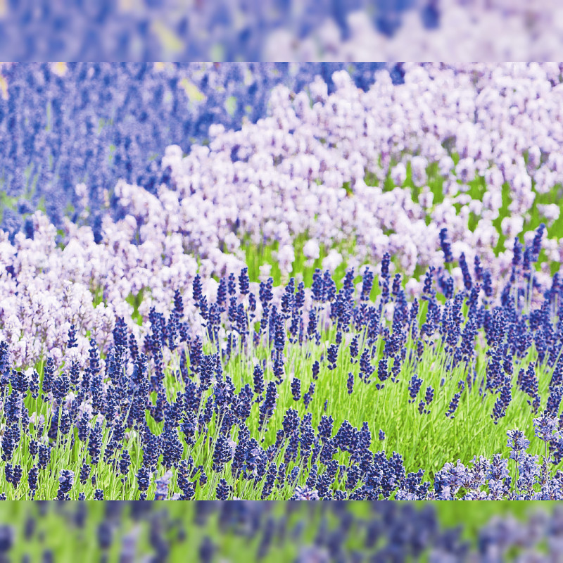Lavendel jetzt pflanzen
