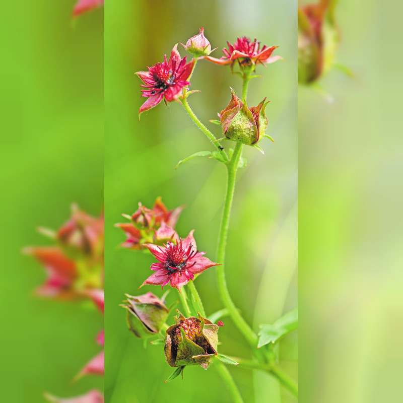 Roteiche, Blattkohl und Sumpf-Blutauge