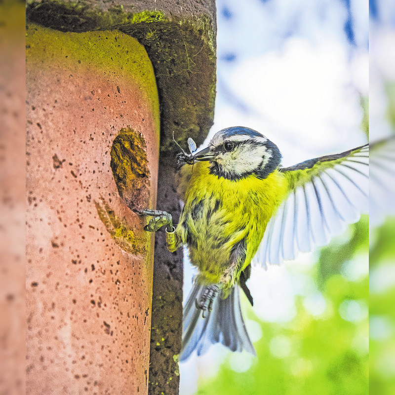 Herbstputz im Nistkasten