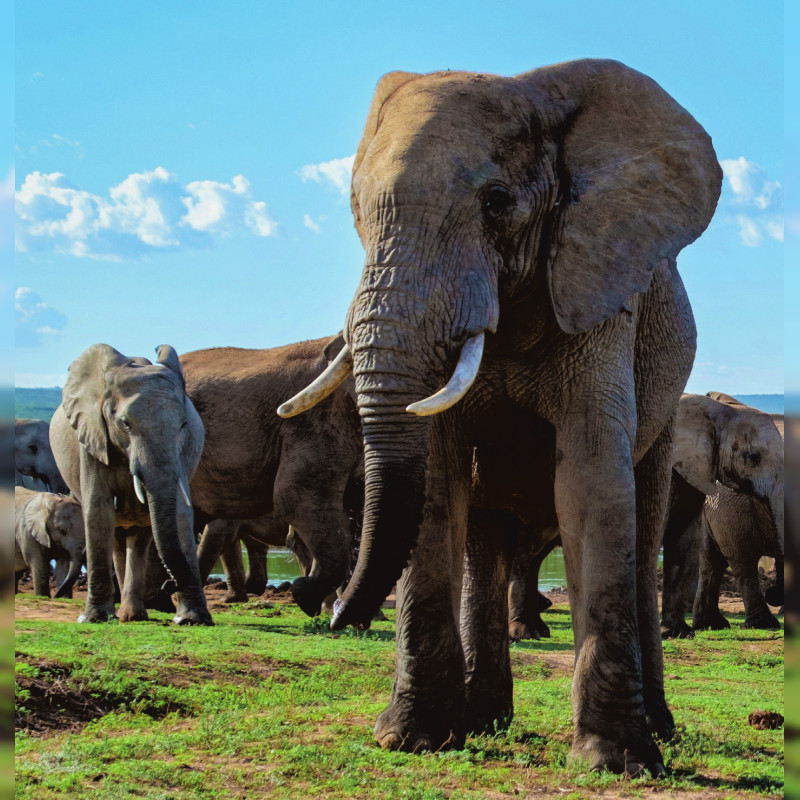 Südafrika: Von Kapstadt bis zur Garden Route