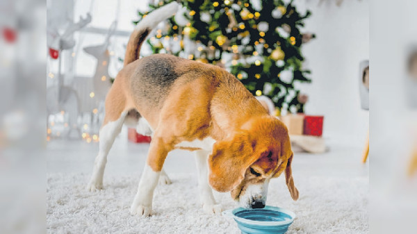 Süße Gefahr an Weihnachten: Was Heimtiere naschen dürfen und was nicht