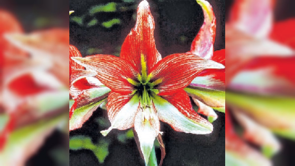 Blühende Deko für zu Hause