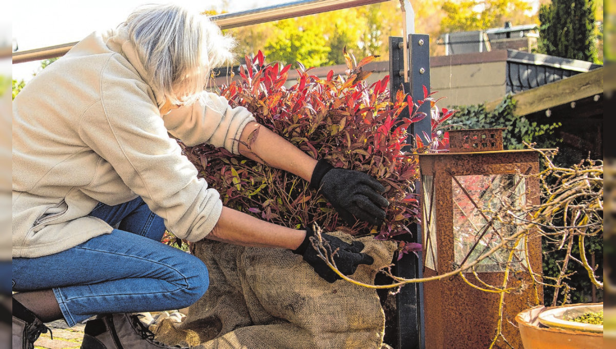 Gartenarbeit mitten im Winter