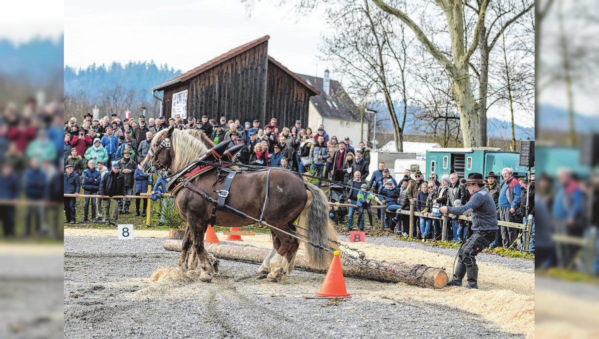 Fuhrleute aus dem Schwäbischen Wald, Oberschwaben, Tschechien am Gaildorfer Pferdemarkt: Kraft, Geschick und Eleganz