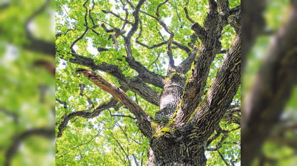 Waldtag in Sulzbach-Laufen: Den Wald entdecken