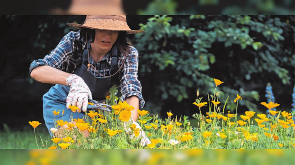 Bevor es im Garten ruhig wird