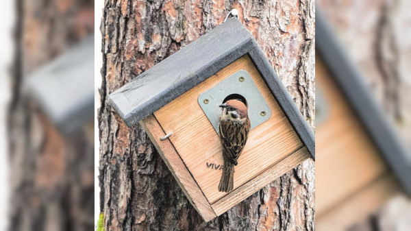 Heimat für die Gartenvögel