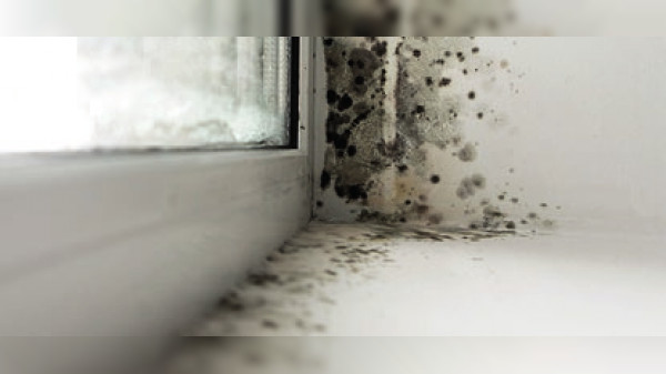 Schimmel trotz Hitze in der Wohnung - Was hilft?