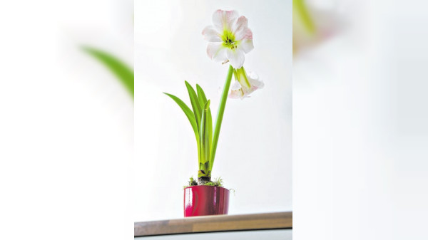 Vier schöne Pflanzen für den Advent