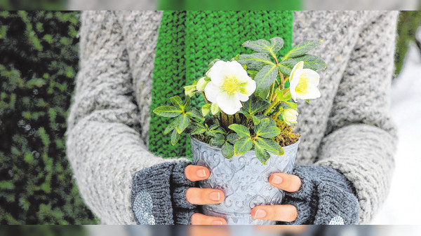 Blühende Alternativen zum Weihnachtsstern für zu Hause