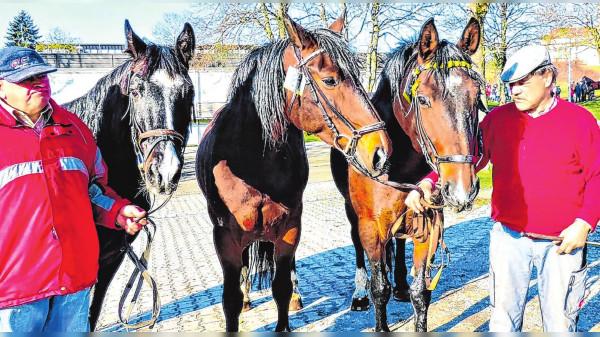 Pferdemarkt Gerabronn: Lange Tradition und große Vielfalt