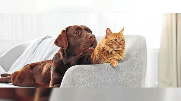 Haustierimmune Bewegungsmelder?