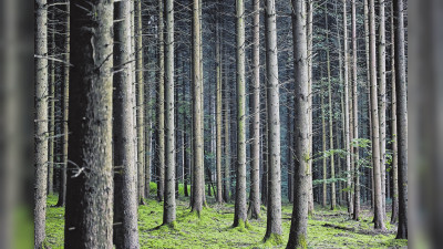 Heizen mit Holz