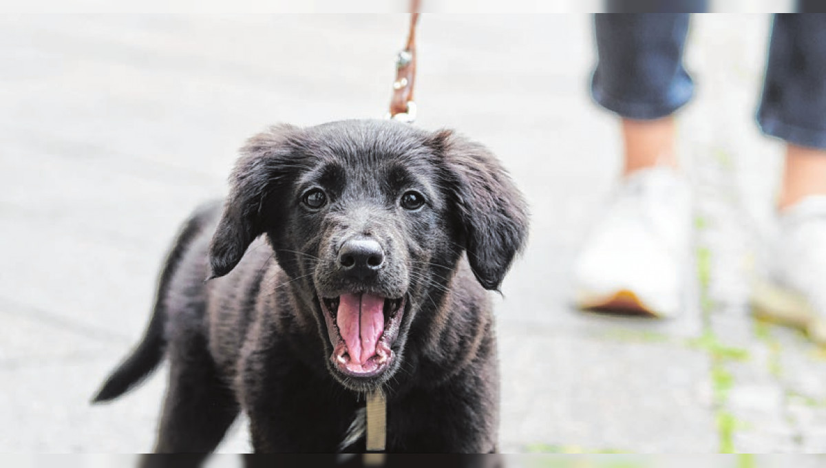 Das Auto als Hitzefalle für Hunde