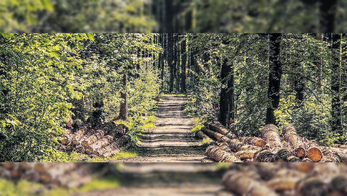 Das oberste Ziel ist der klimastabile Wald