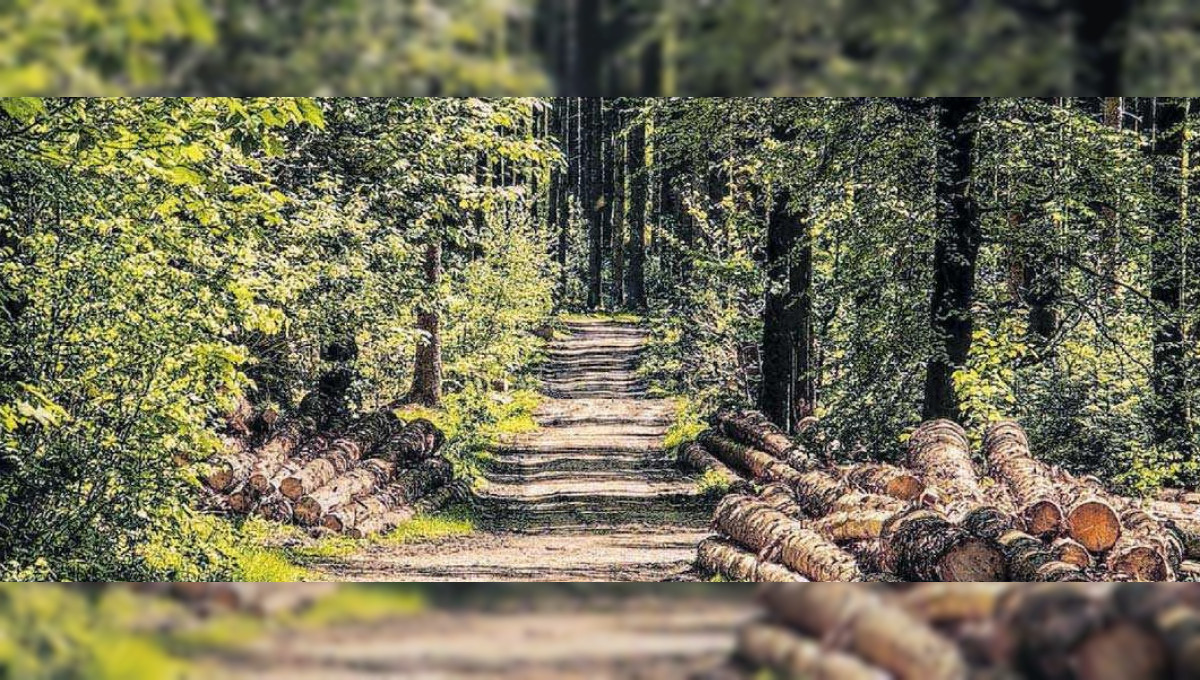 Das oberste Ziel ist der klimastabile Wald