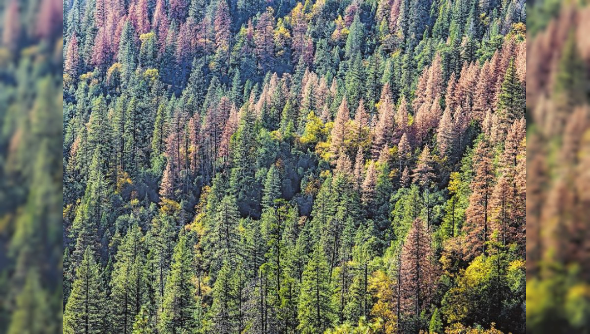 Klimastabilere Wälder müssen geschaffen werden