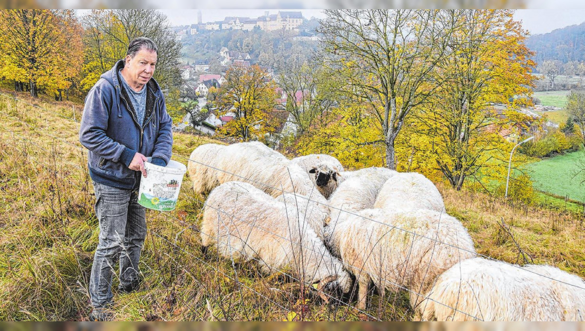 Walliser Schwarznasenschafe von Bruno Fischer: Artenschützer auf vier Beinen in Kirchberg unterwegs