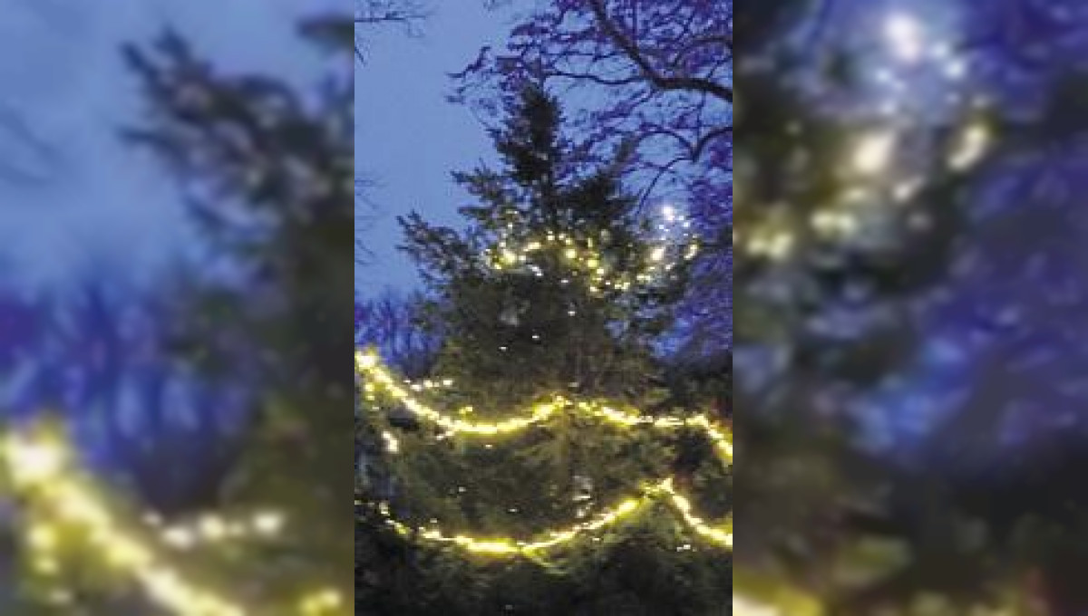 In Bentin leuchtet ein Weihnachtsbaum