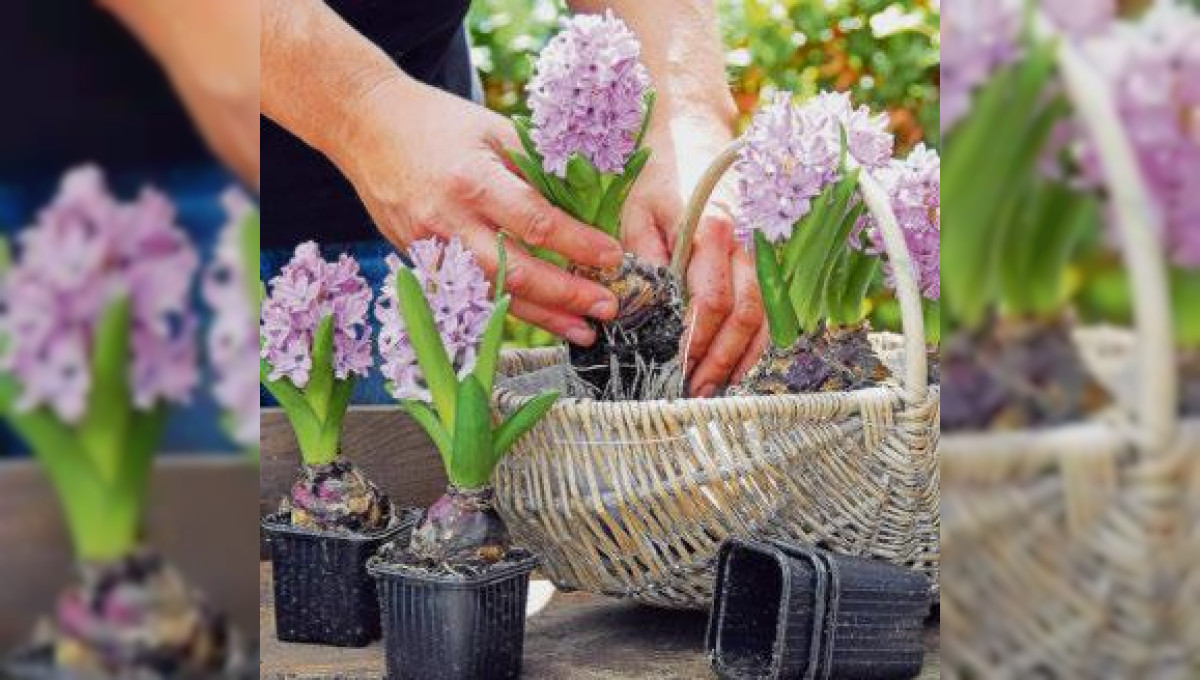 Frühlingserwachen im Garten